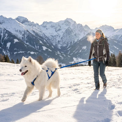 samoyède portant harnais canicross best en montagne avec dameeu 