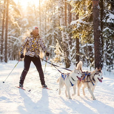 2 husky portant harnais canicross bleu est en forêt avec homme en forêt