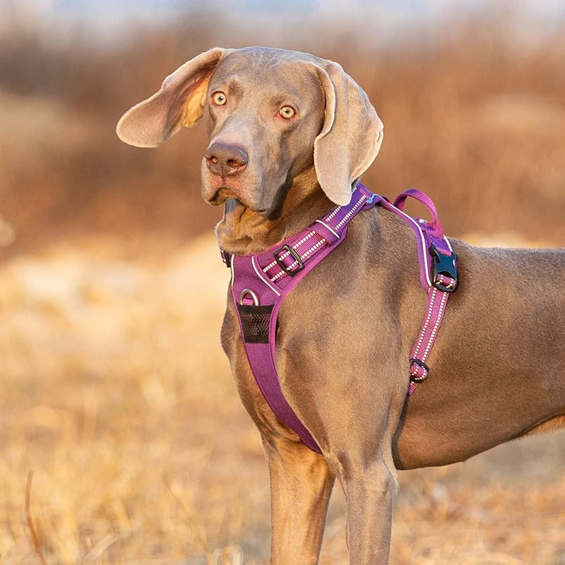 chien brun portant harnais pour chien est dans un champs
