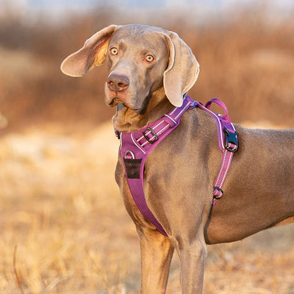 chien brun portant harnais pour chien est dans un champs