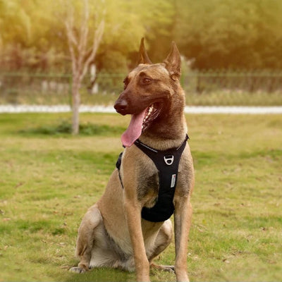 berger allemand portant harnais chien noir est assis sur gazon et regarde vers sa droite