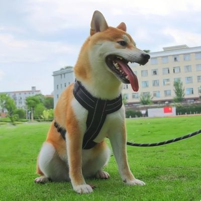 Harnais chien | Safepup™