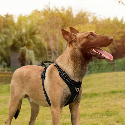 chien berger belge malinois portant un harnais noir et debout dans un parc avec la gueule ouverte