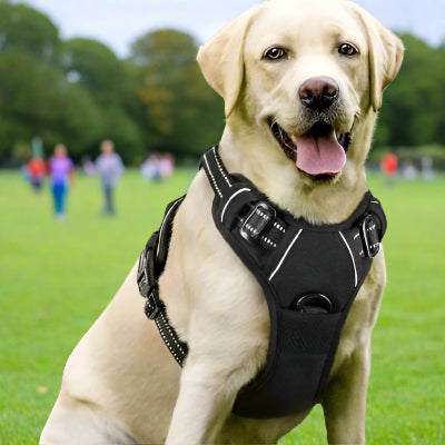 Harnais chien | 4paws™