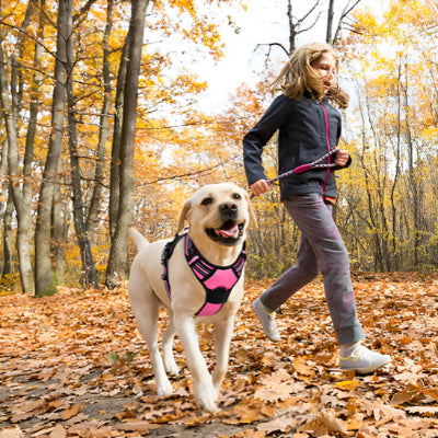 jeune fille promene sone chien labrador dans la foret il porte un harnais chien rose