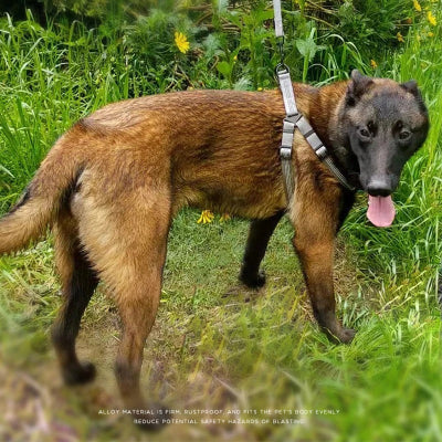 berger allemand pres de foret porte harnais pour chien gris