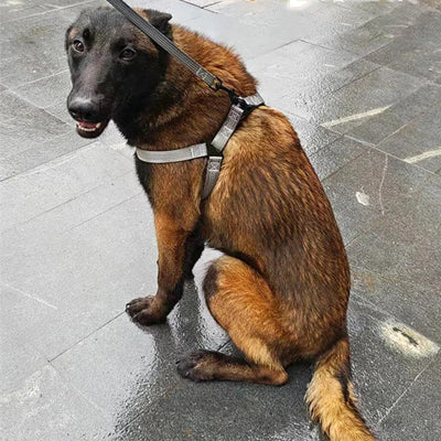 berger allemand assis sur plancher de ciment porte harnais pour chien gris