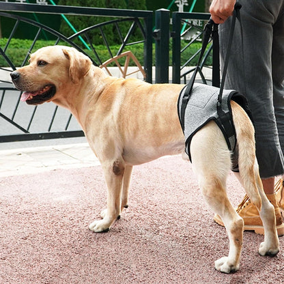 labrador blond portant harnais pour chien marche sur sentier avec dame