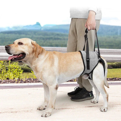 labrador beige soutenu par harnais pour chien de reeducation