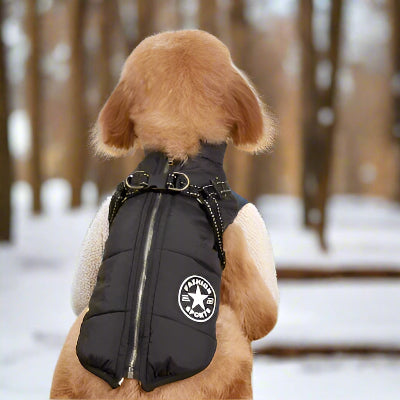 chien brun vu de dos avec harnais pour chien noir