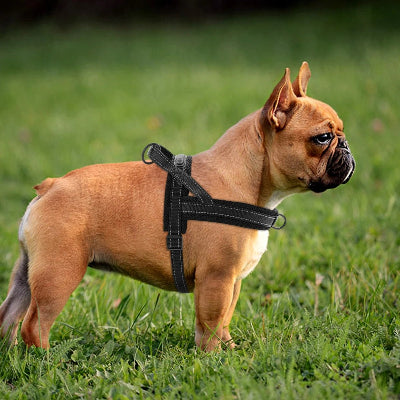 bouledogue francais brun porte harnais pour chien noir