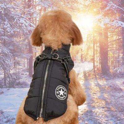 chien brun vu de dos avec harnais pour chien noir
