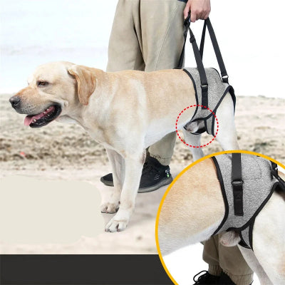 labrador beige avec home sur plage porte harnais pour chien pour aider a marcher