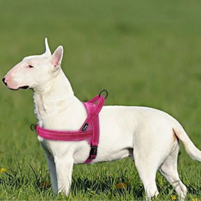 terrier blanc porte harnais pour chien rose