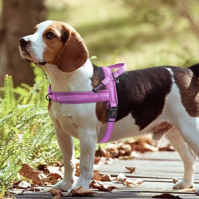 beagle porte harnais pour chien violet