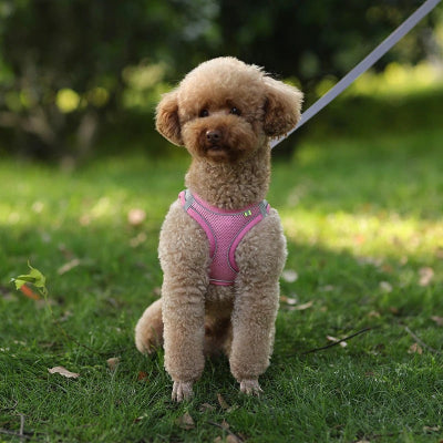 caniche brun portant harnais pour chien rose est assis sur pelouse dans parc