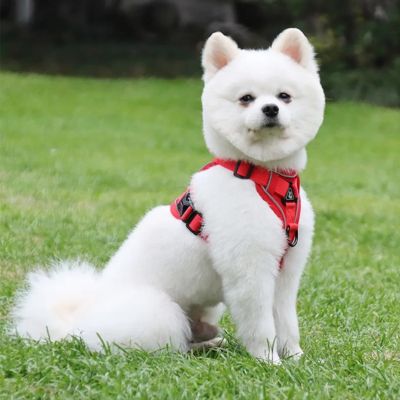 pomeranien blanc assis sur gazon porte harnais pour chien rouge