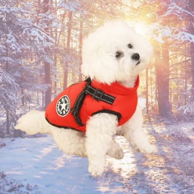 caniche blanc avec harnais pour chien ouge