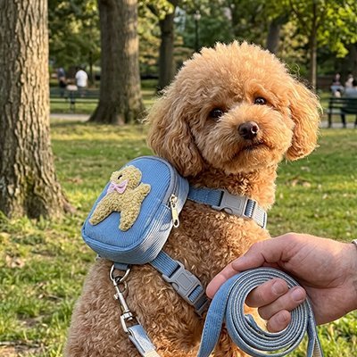 caniche brun porte Harnais pour chiens assis au parc