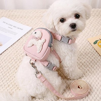 bichon porte Harnais pour chiens assis au sol