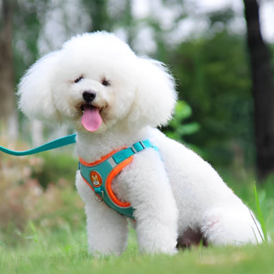 caniche blanc assis sur gazon porte harnais chien bleu