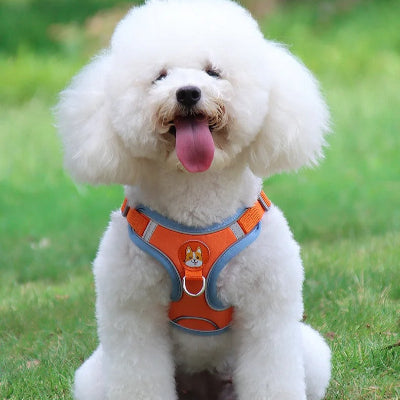 caniche blanc assis sur gazon porte harnais orange