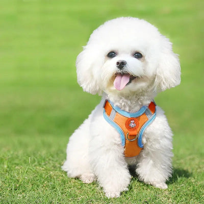 shitzu blanc assis sur gazon porte harnais chien orange