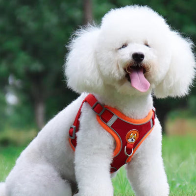 caniche blanc assis sur gazon porte harnais chien rouge