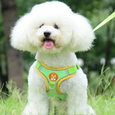 caniche blanc assis sur gazon porte harnaisc hien vert pale