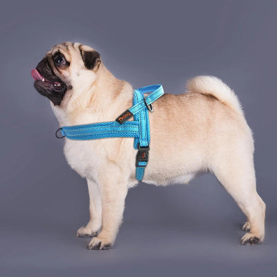 bouledogue francais porte harnais pour chien bleu