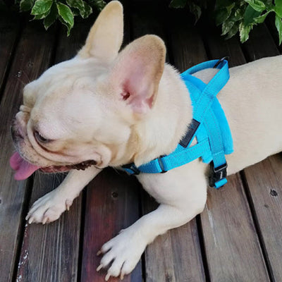 bouledogue francais couche sur plancher de bois porte harnais pour chien bleu