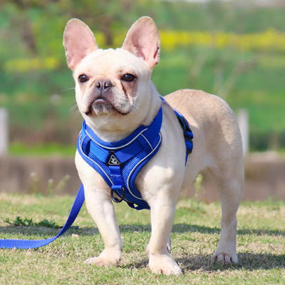frenchie beige debout sur gazon porte harnais pour chien bleu