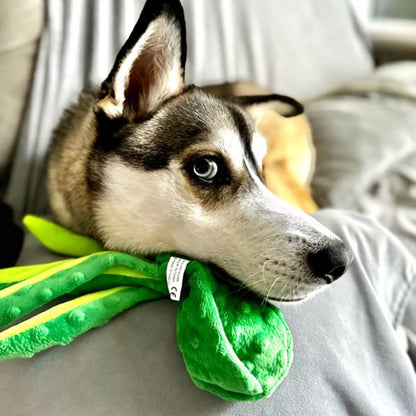 husky joue avec Peluche pour chien verte