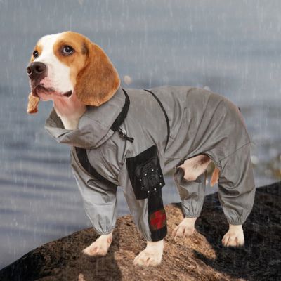 beagle-portant-impermeable-debout-sur-rocher-pres-du-lac