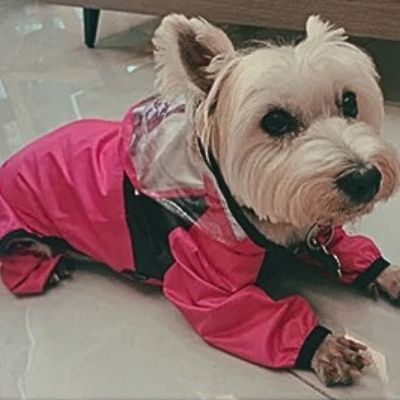 yorkie dans impermeable  pour chien couche sur plancher