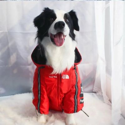 berger australien portant impermeable pour chien rouge assis sur coussin blanc
