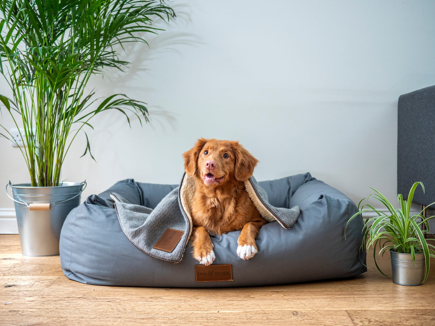 golden retriever sur grand coussin  bleu sous couverture bleue entoure de plantes vertes sur boutique joli toutou