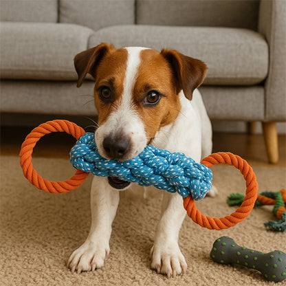 russell terrier joue avec jouet chien en corde dans salon