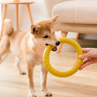 shiba inu tire sur jouet chien dans salon