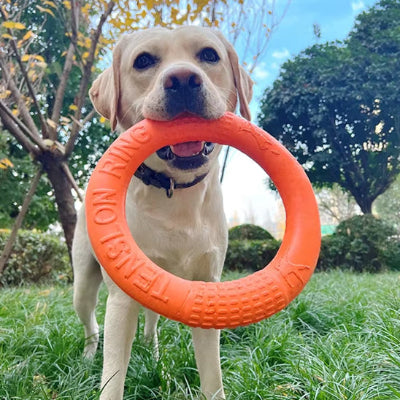 labrador beige tient jouet chien dans sa gueule dehors