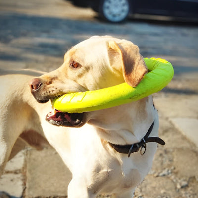labrador beige tient jouet chien dans sa gueule