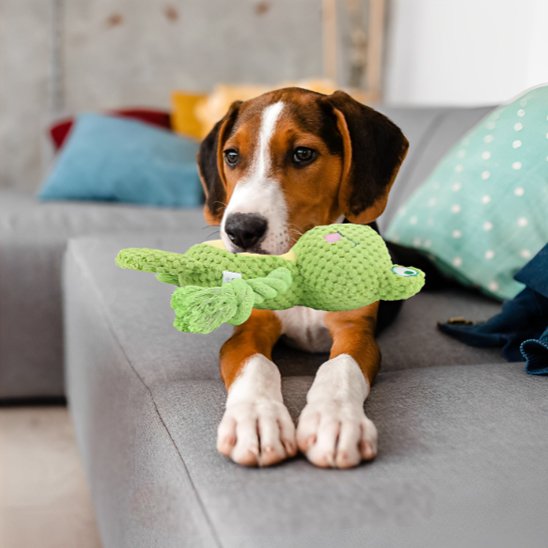 jouet Peluche pour chien dans gueule de beagle