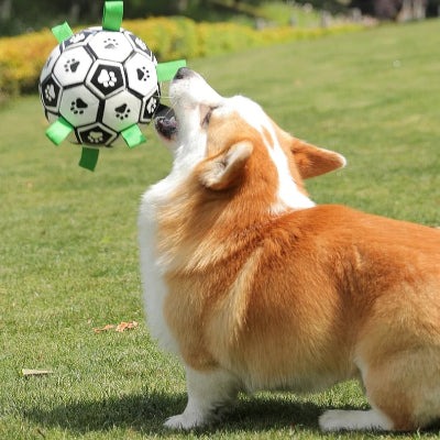 corgi qui joue avec jouet pour chien sur gazon