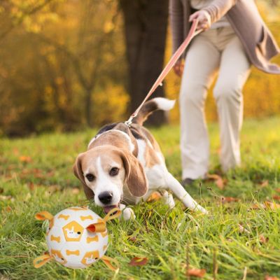 beagle en laisse tire pour atteindre jouet pour chien blanc