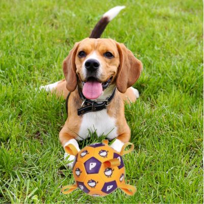 beagle couche dans gazon avec jouet pour chien orange et mauve