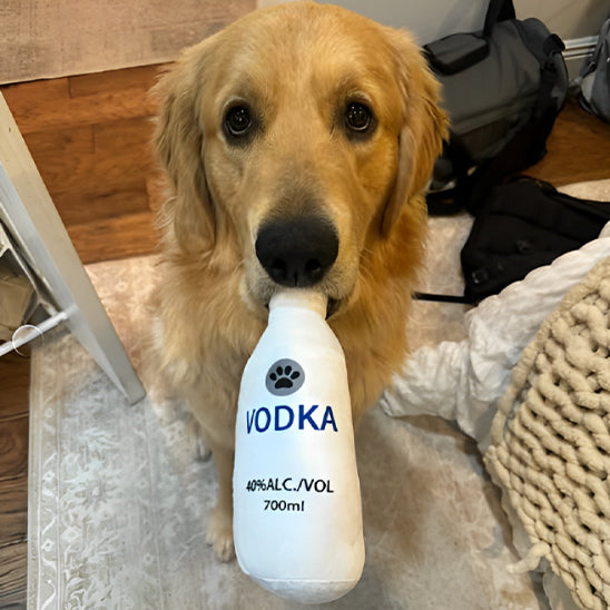 golden retriever joue avec jouet pour chien dans maison