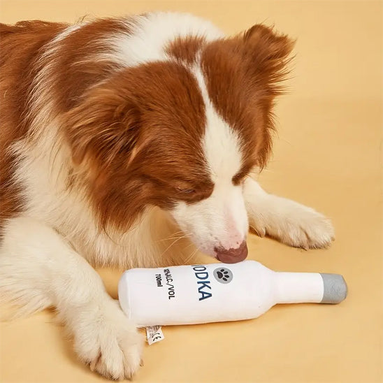 border collie joue avec jouet pour chien dans maison