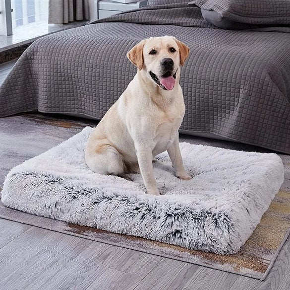 labrador blond assis sur Tapis pour chien
