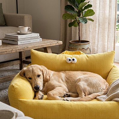 labrador blond dort sur Canapé Chien 
