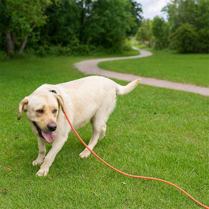 labrador blond en Laisse chien dans champs